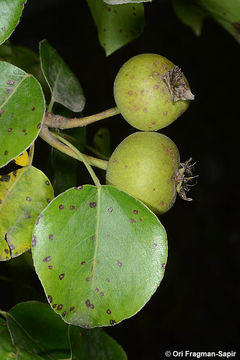 <i>Pyrus caucasica</i>的图像