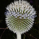 Image de Echinops transcaucasicus Iljin