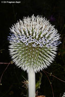 Image de Echinops transcaucasicus Iljin