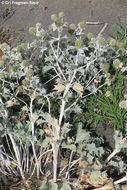 Eryngium maritimum L. resmi