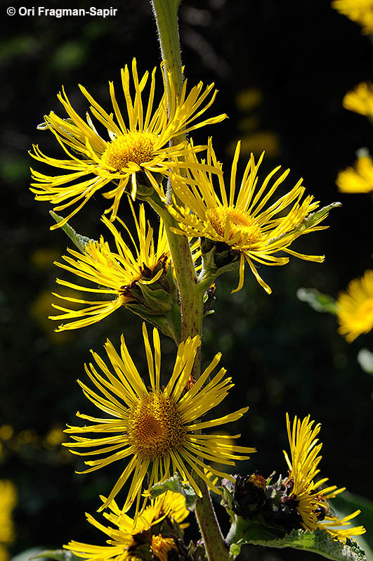 Inula helenium L. resmi