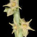 Image of <i>Caralluma sinaica</i>