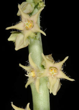 Image of <i>Caralluma sinaica</i>