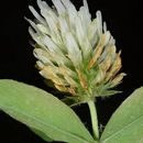 Image of Trifolium salmoneum Mouterde
