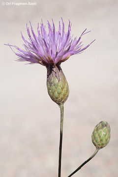 Image of <i>Serratula coriacea</i>