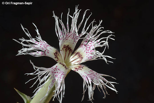 Image of Dianthus libanotis Labill.