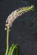 Imagem de Eucomis pallidiflora Baker