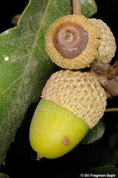 Image of Quercus faginea Lam.