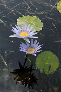 Imagem de <i>Nymphaea capensis</i>