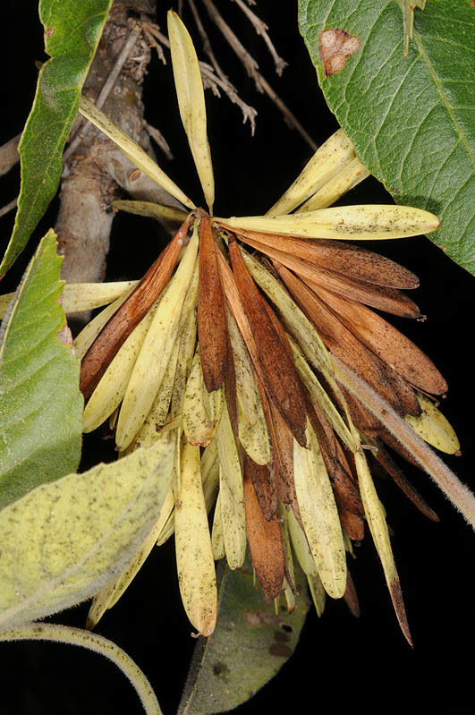 Imagem de Fraxinus velutina Torr.