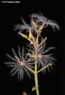 Image of Centranthus longiflorus Stev.