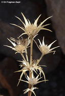 Eryngium bourgatii Gouan resmi