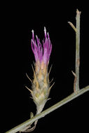 Слика од Centaurea damascena Boiss.