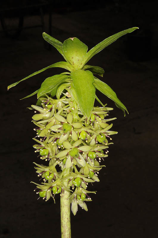 Imagem de Eucomis bicolor Baker