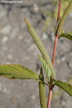 Imagem de Corchorus olitorius L.