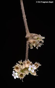 Image of Bolanthus hirsutus (Labill.) Barkoudah