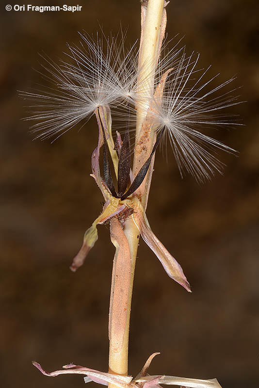 Слика од Lactuca viminea (L.) J. & C. Presl