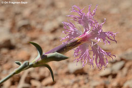 Image of Dianthus libanotis Labill.