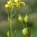 Image de Bunias