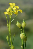 Image of Turkish wartycabbage