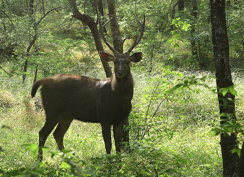 Image of Sambar