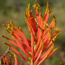 Image of Dendrophthoe falcata (L. fil.) Bl.