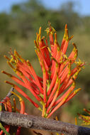 Image of Dendrophthoe falcata (L. fil.) Bl.