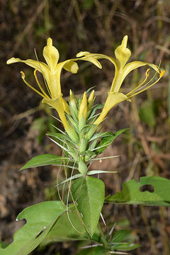 Image of Barleria cuspidata Heyne ex Nees