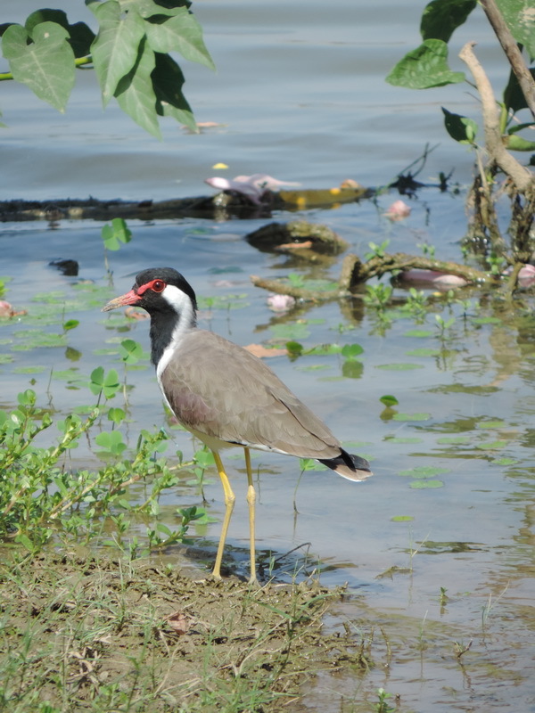 Image of Red-wattled Lapwing