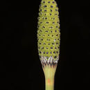 Equisetum ramosissimum Desf. resmi