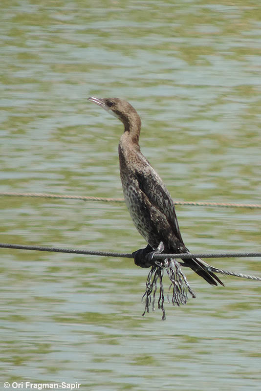 Image of Pygmy Cormorant