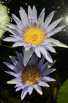 Imagem de <i>Nymphaea capensis</i>