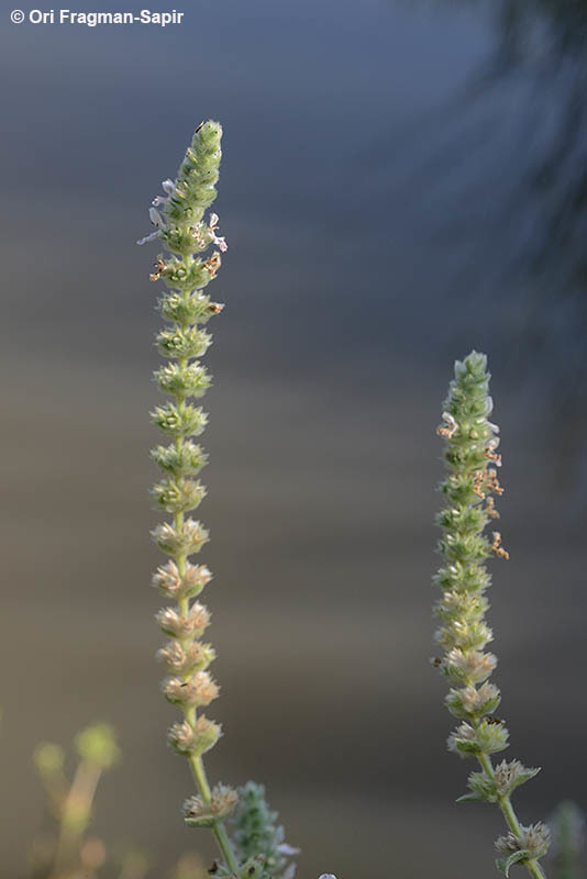 صورة Stachys longispicata Boiss. & Kotschy