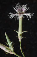 Image of Dianthus libanotis Labill.