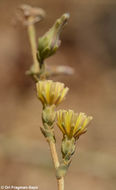 Image of Lactuca aculeata Boiss. & Kotschy ex Boiss.