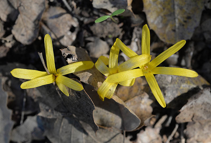 Image of Slender Sternbergia