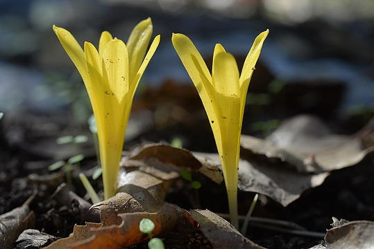 Image of Slender Sternbergia