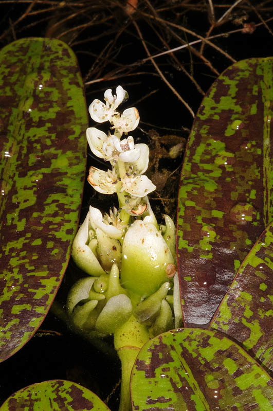 Imagem de Aponogeton distachyos L. fil.