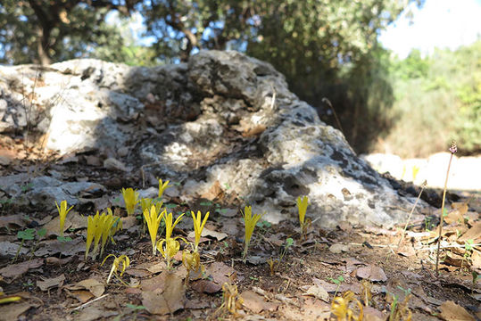 Слика од Sternbergia colchiciflora Waldst. & Kit.