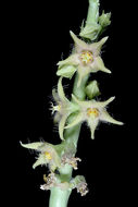 Image of <i>Caralluma sinaica</i>