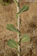 Image of Lactuca aculeata Boiss. & Kotschy ex Boiss.