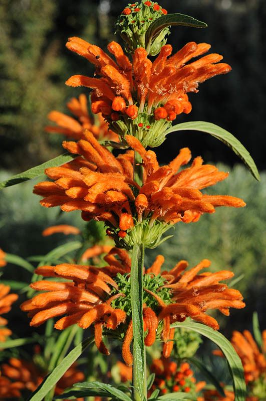 Image of lion's ear