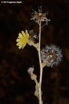 Image of Lactuca aculeata Boiss. & Kotschy ex Boiss.