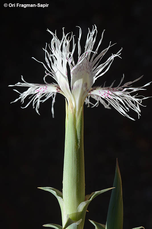 Image of Dianthus libanotis Labill.