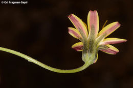 Image of Crepis robertioides Boiss.