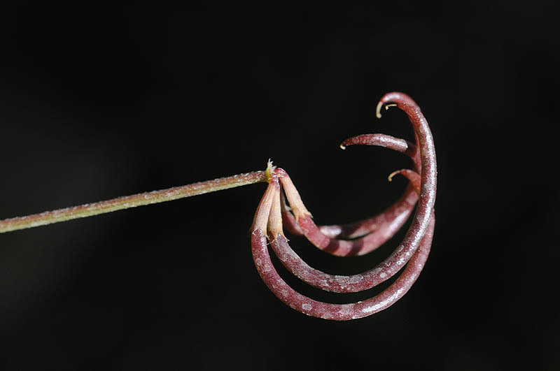 Image of yellow bird's-foot