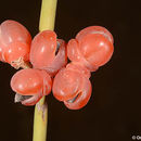 صورة Ephedra aphylla Forssk.