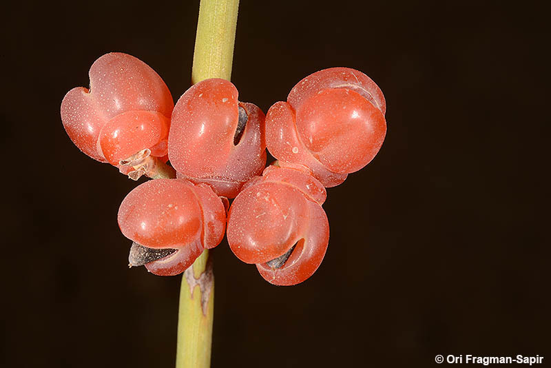 صورة Ephedra aphylla Forssk.