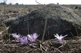 Image of Colchicum hierosolymitanum Feinbrun