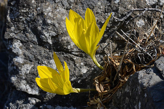 Image de Sternbergia clusiana (Ker Gawl.) Ker Gawl. ex Spreng.